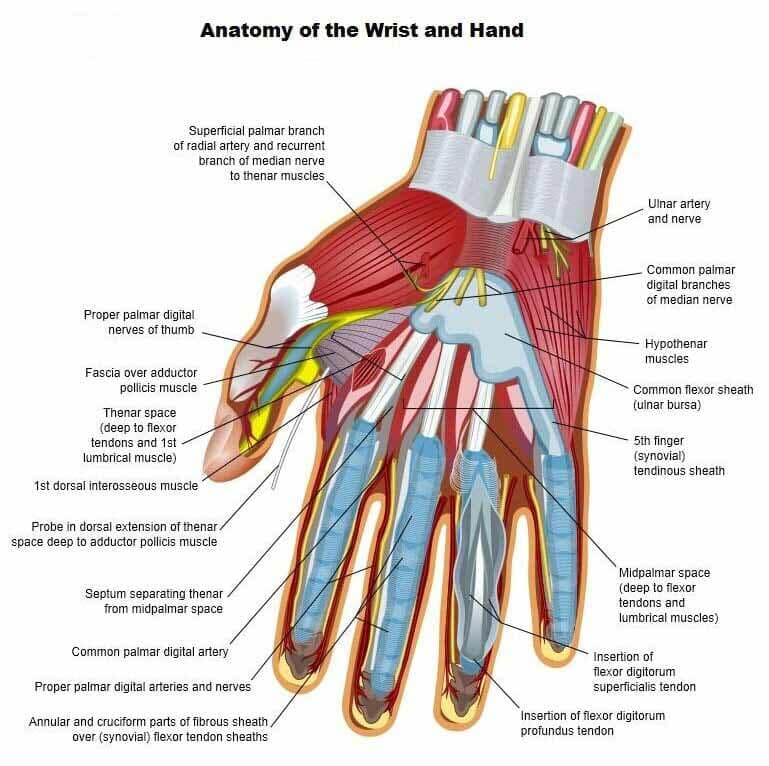 Hand/Wrist Anatomy